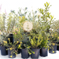 NEW Malibu View |Sun-Drenched California Native Chaparral Garden | 30+ Plants w/ Layout Plan