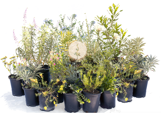 NEW Malibu View |Sun-Drenched California Native Chaparral Garden | 30+ Plants w/ Layout Plan