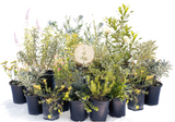 NEW Malibu View |Sun-Drenched California Native Chaparral Garden | 30+ Plants w/ Layout Plan