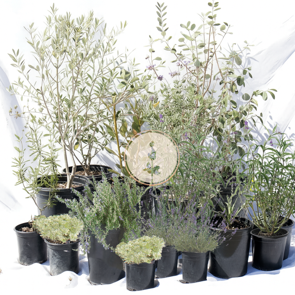 Mediterranean Magic Silver | 30+ Plants w/ Layout Plan | Low-Water Front Yard