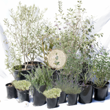 Mediterranean Magic Silver | 30+ Plants w/ Layout Plan | Low-Water Front Yard