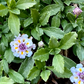 California Frogfruit Plugs - Native Groundcover Lawn Alternative