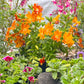 NEW! Cali Splash| California Native Color Garden | 25+ Plants w/ Layout Plan