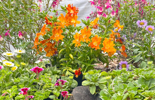 NEW! Cali Splash| California Native Color Garden | 25+ Plants w/ Layout Plan