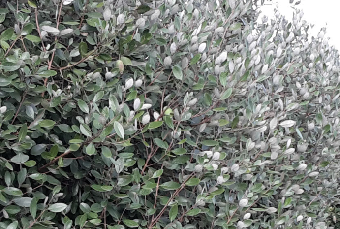 pineapple guava plant las vegas Pineapple Guava Hedgerow