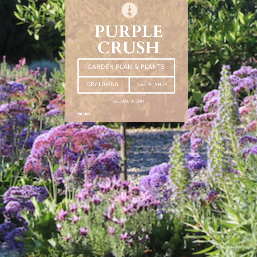 Purple Crush | Drought-Tolerant | Curated Plant Set