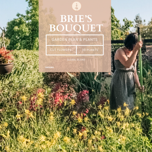 Brie's Bouquet Cut Flower Garden | Curated Plant Set