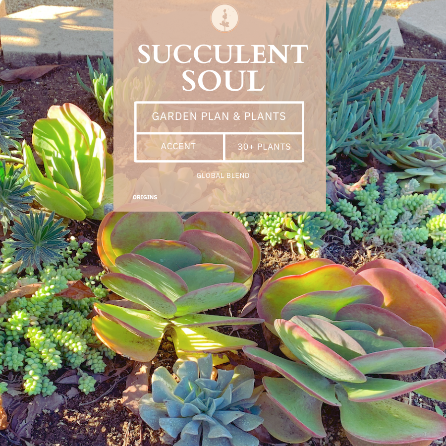 Succulent Soul
