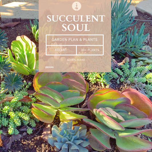 Succulent Soul | Drought-Tolerant Garden | Plant Package & Design Plan