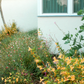 Royal Californian | Curated California Native Plant Set