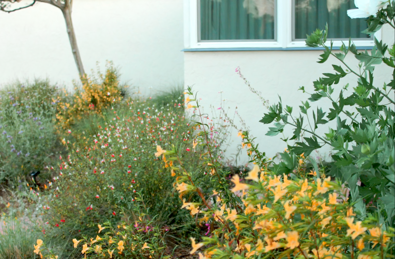 Royal Californian | Curated California Native Plant Set
