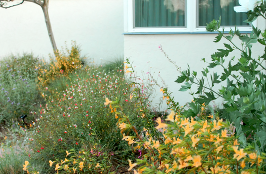 Royal Californian | Curated California Native Plant Set