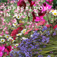 NEW Box-Shipped Preplanned Gardens (Garden of 12 x 4" Drought-Tolerant Plants w/ Layout Plan)