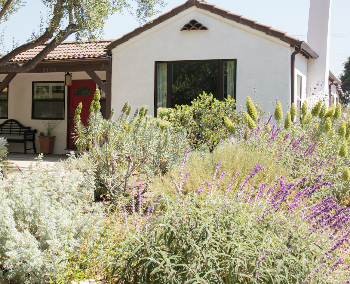 Mediterranean Magic | Low-Water Frontyard | Curated Plant Set