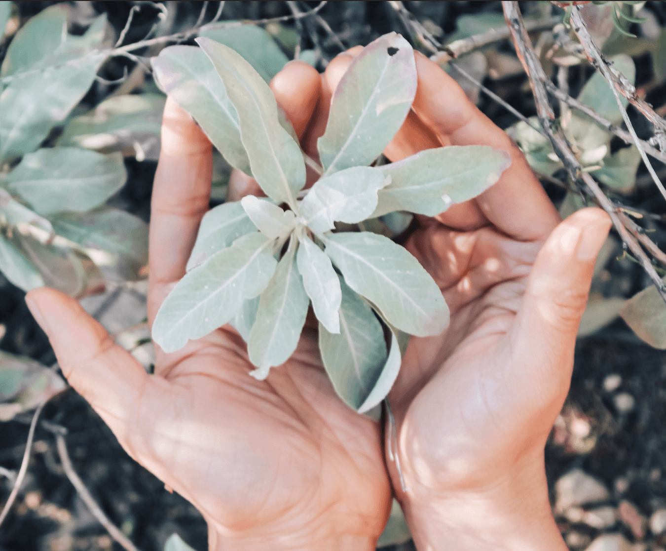 Sage Rich - California Wild Gardens - Plant Pack