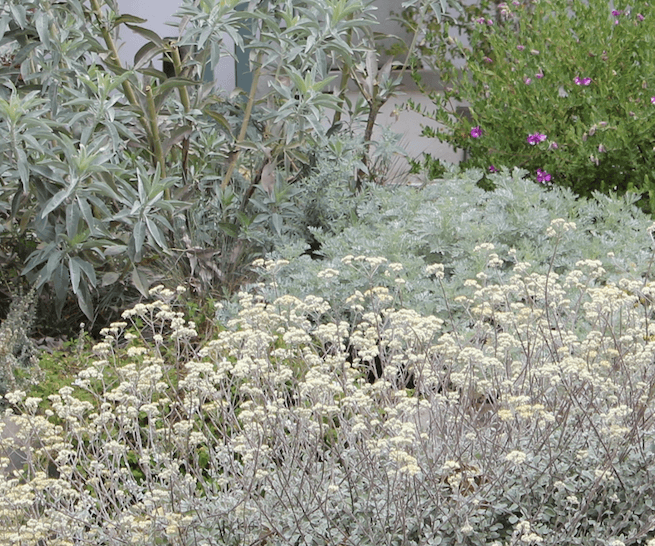 Sage Rich - California Wild Gardens - Plant Pack