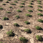 Native Frogfruit - Lippia Spreading Groundcover Flats