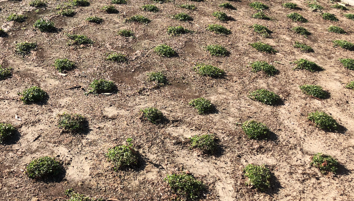 Native Frogfruit - Lippia Spreading Groundcover Flats