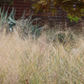 Wild Grass | California Lawn Alternative | Plant Package & Design Plan