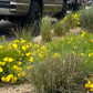 Wild Grass | California Lawn Alternative | Plant Package & Design Plan