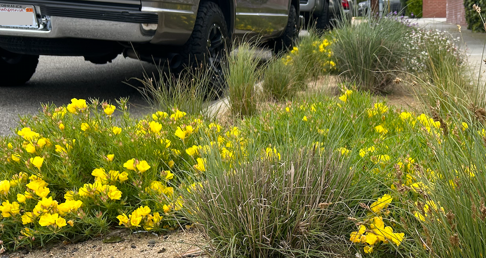 Wild Grass | California Lawn Alternative | Plant Package & Design Plan
