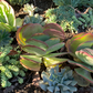 Spanish Style | Low-Water Landscaping Plant Package