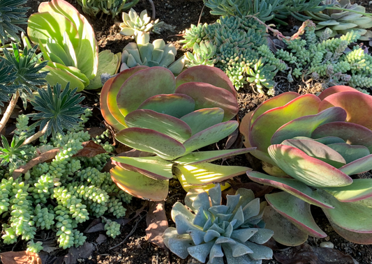 Spanish Style | Low-Water Landscaping Plant Package