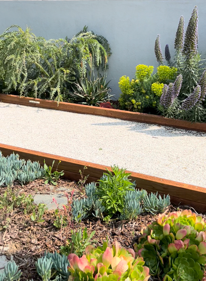 modern succulent landscaping Xeric Modern Landscape Design