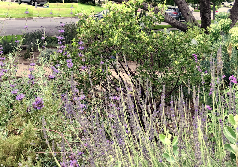 Mediterranean Magic | Low-Water Frontyard | Curated Plant Set