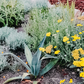 Mellow Maison | Curated Drought-Tolerant Plant Set