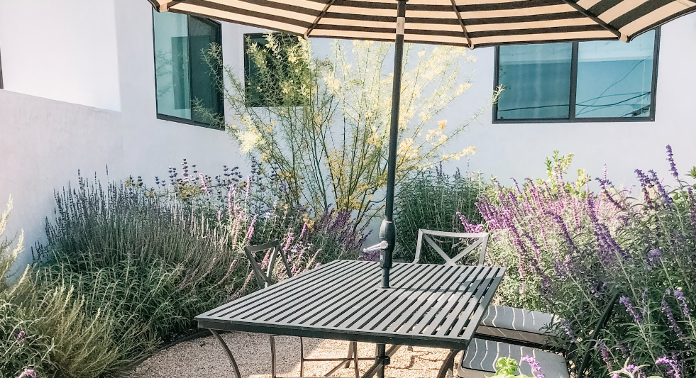 Mediterranean Magic | Backyard Landscaping | Curated Plant Set