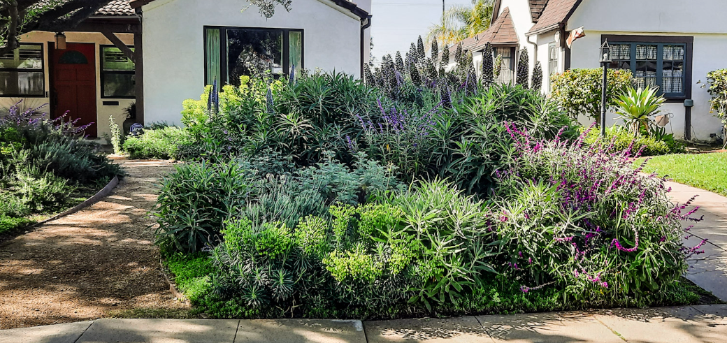 Mediterranean Magic | Low-Water Frontyard | Curated Plant Set