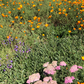 Superbloom Selfie | Southern California Native | Plant Package & Design Plan