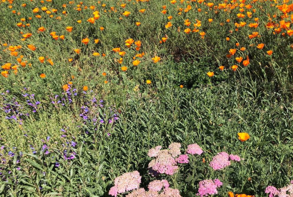 Superbloom Selfie | Southern California Native | Plant Package & Design Plan