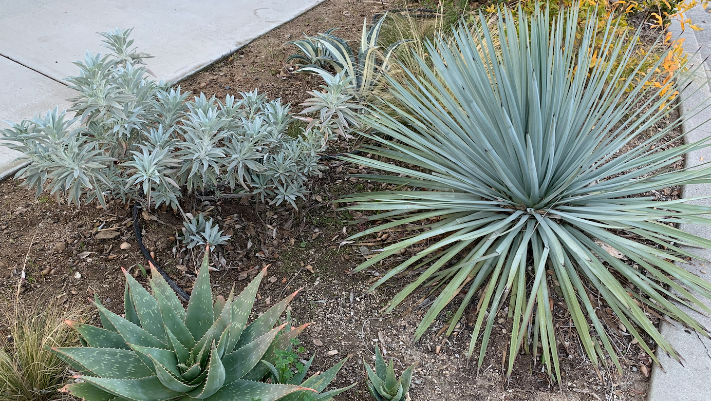 Blue Dreams | Borderline Xeric | Curated Plant Set