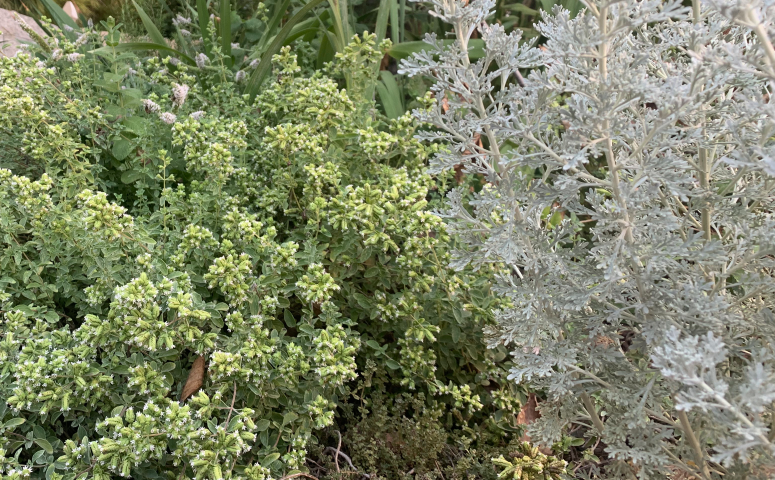 Frangelica's Apothecary| Herbal Garden | Plan & Plants