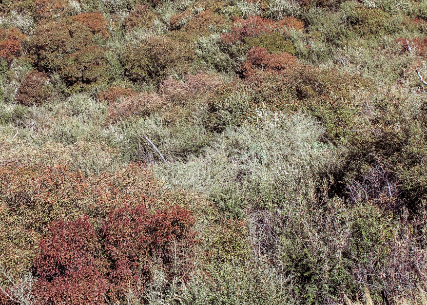 Eaton Canyon | Borderline Xeric | Curated California Native Plant Set