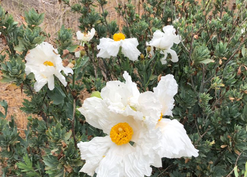 Eaton Canyon | Borderline Xeric | Curated California Native Plant Set