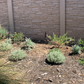 Mellow Maison | Curated Drought-Tolerant Plant Set