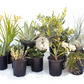 Mellow Maison | Curated Drought-Tolerant Plant Set