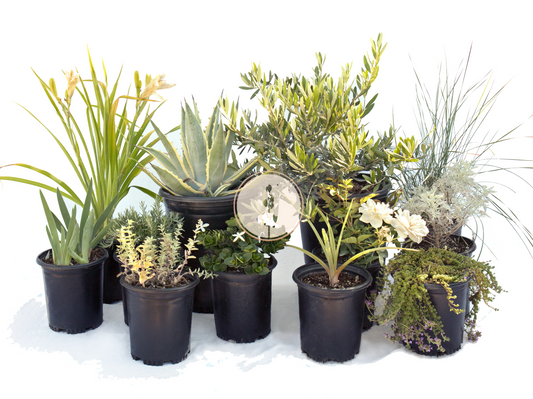 Mellow Maison | Curated Drought-Tolerant Plant Set