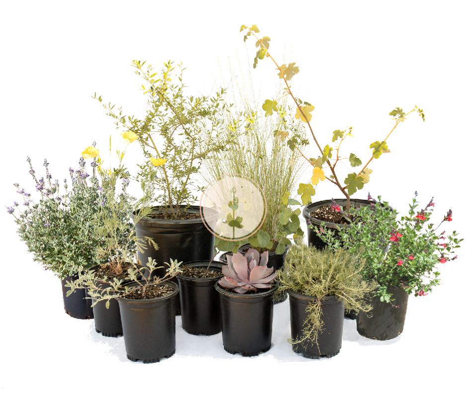 Southern California Native Plant Packages