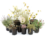 Royal Californian | Curated California Native Plant Set