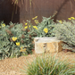 Mellow Maison | Curated Drought-Tolerant Plant Set