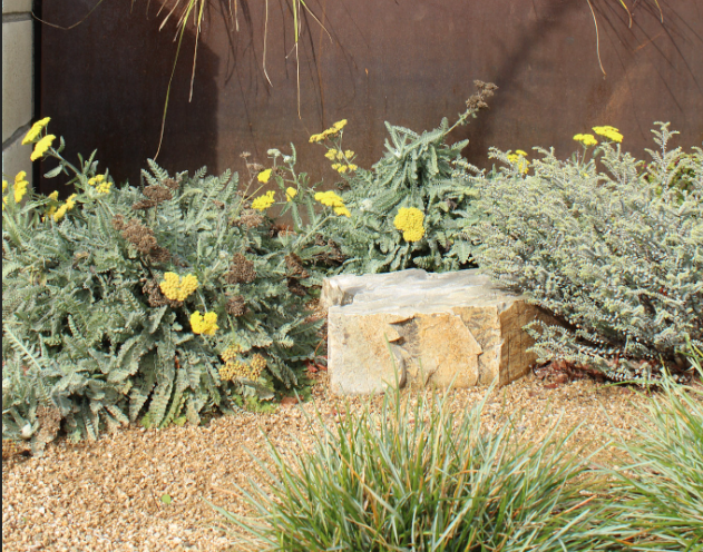 Mellow Maison | Curated Drought-Tolerant Plant Set