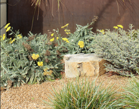 Mellow Maison | 30+ Plants w/ Layout Plan | Elegant Drought-Tolerant Garden