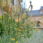 Mellow Maison | Curated Drought-Tolerant Plant Set