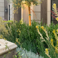 Mellow Maison | Curated Drought-Tolerant Plant Set