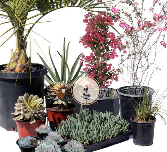 Casita Garden | Borderline Xeric | Curated Plant Set