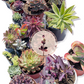 Succulent Soul | Drought-Tolerant Garden | Plant Package & Design Plan